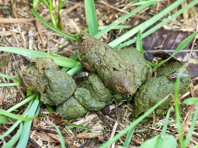 Yellow Dog Poop? Our Veterinarian Shares What to Do