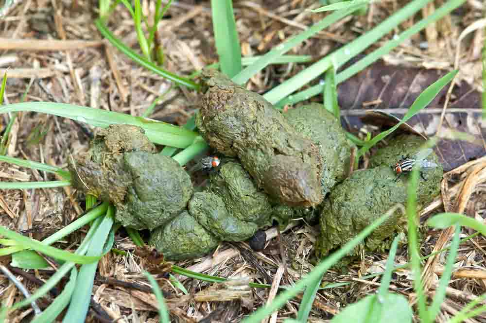 green dog poop on grass