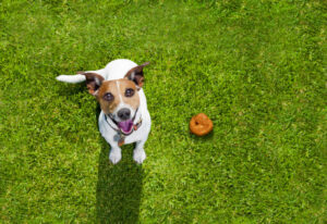 Is Orange Stools in Dogs a Reason to Worry + Vet Tips to Help