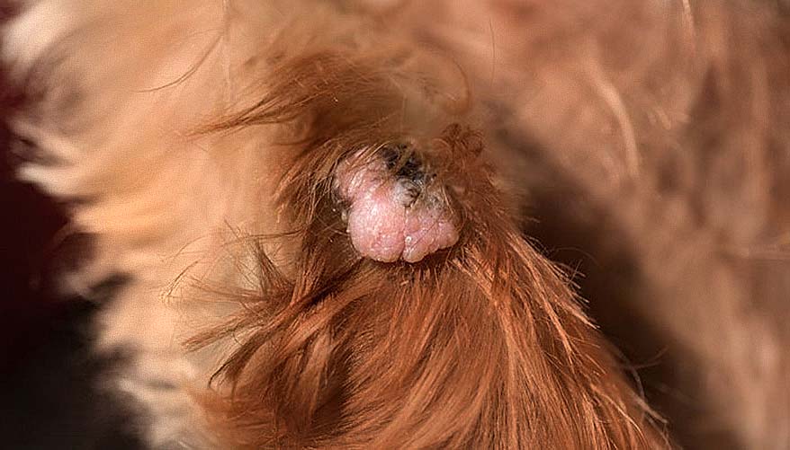 skin tag on dog