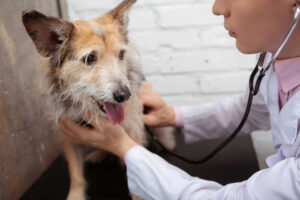 6 Signs It Is Time to Euthanize a Dog with Congestive Heart Failure