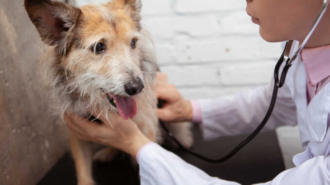 vet examining dog including heart rate check