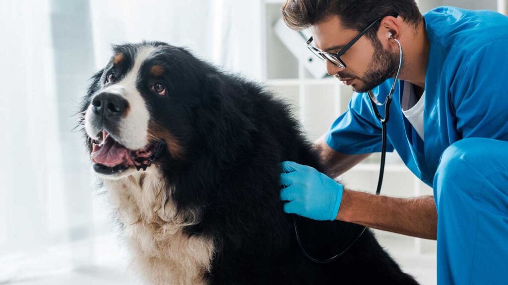 veterinarian inspecting dog's heart