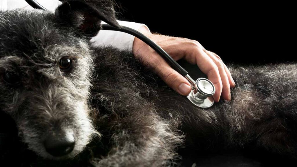 inspection of heart murmurs with older dog