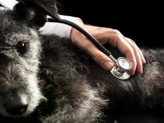 inspection of heart murmurs with older dog