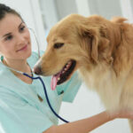 What is My Dog’s Life Expectancy With a Heart Murmur? A Vet Weighs In