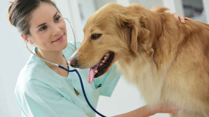 veterinarian listening to a golden retriever's heart