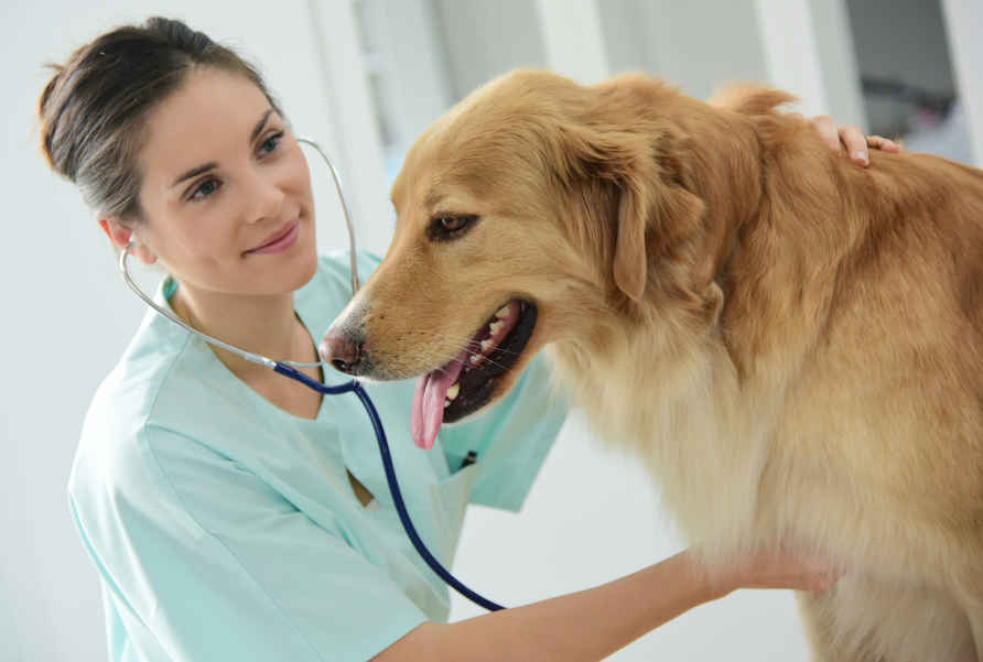 veterinarian listening to a golden retriever's heart