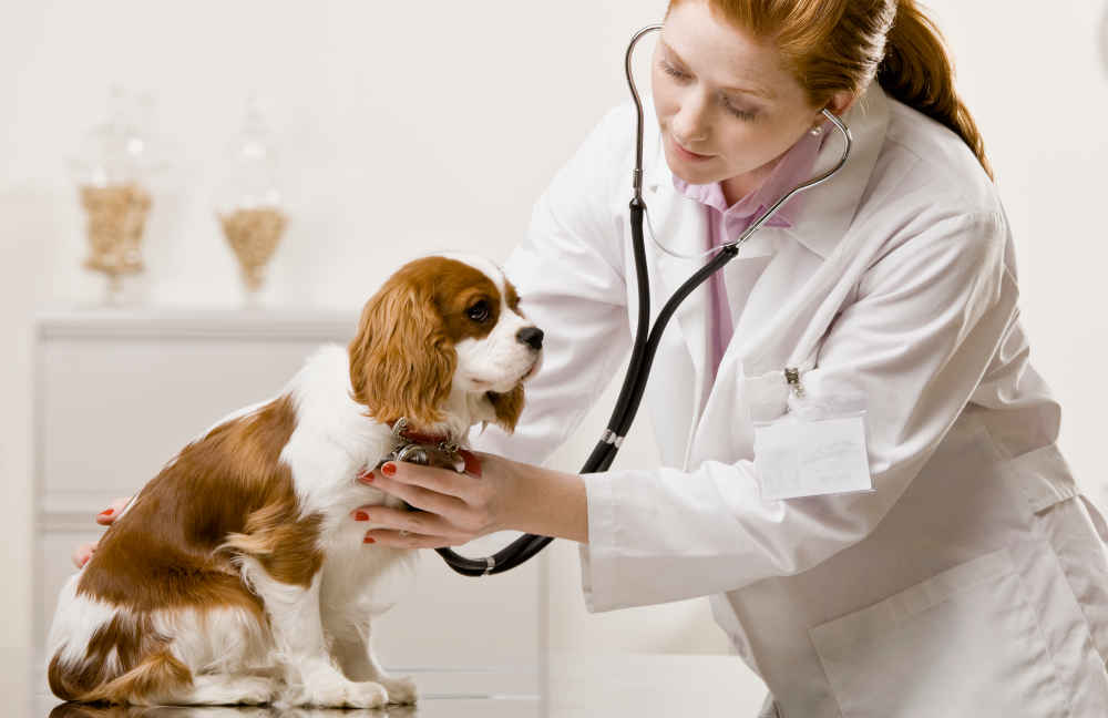 veterinarian inspecting dog