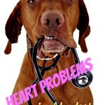 Older Dog Heart Murmurs & Heart Issues: An Owner’s Guide