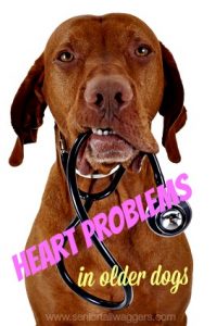 Older Dog Heart Murmurs & Heart Issues: An Owner’s Guide