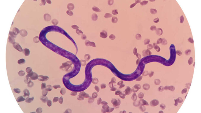 heartworm closeup image