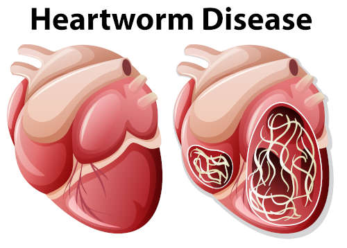 heartworm illustration