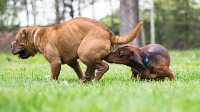 female dog in heat with male dog at the park