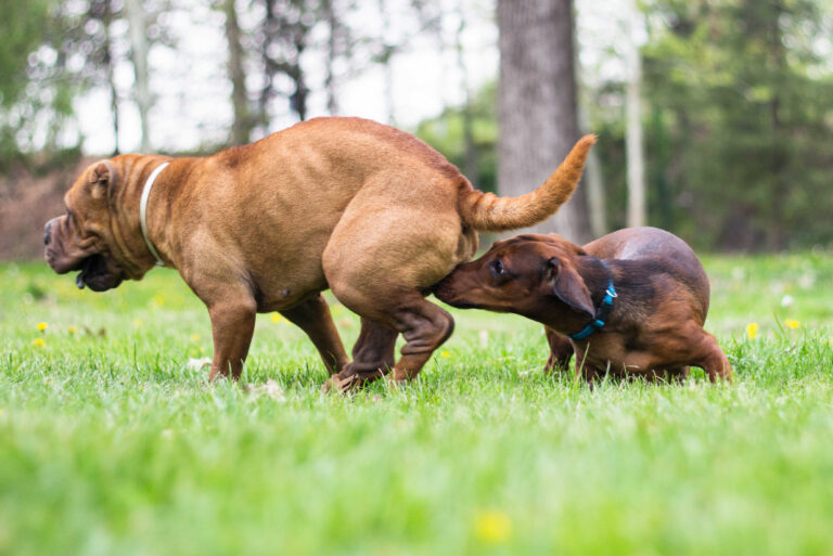 Behaviors of Dogs in Heat: What it Looks Like