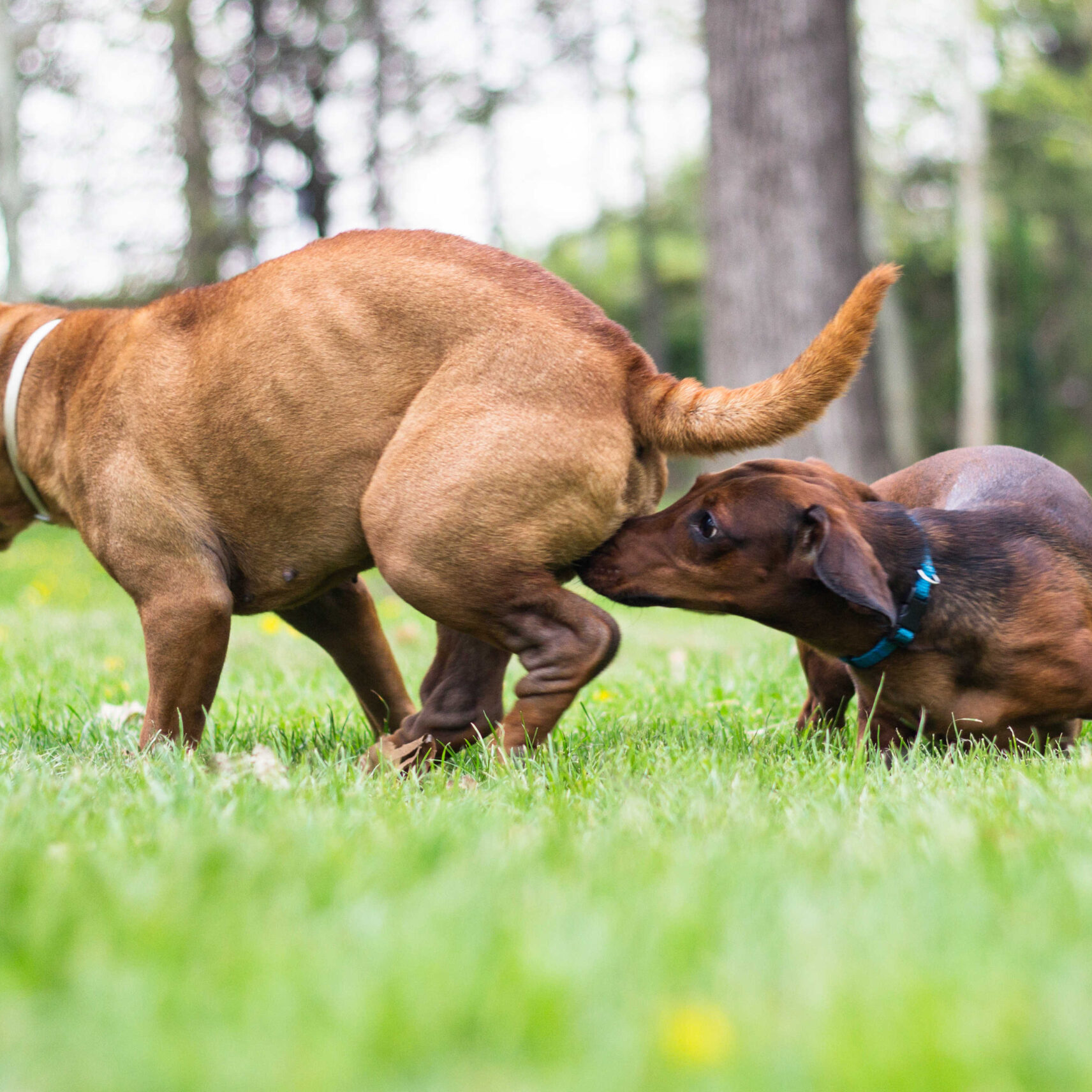 Female Dog in Heat Behaviour: What to Expect and Manage 2025