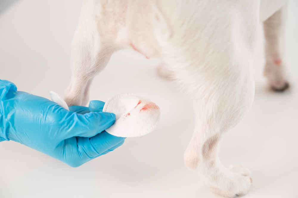 veterinarian wipes blood from female dog in heat with cotton