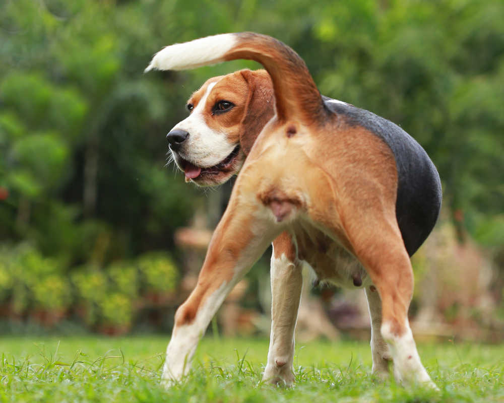 swollen vulva of a dog in heat