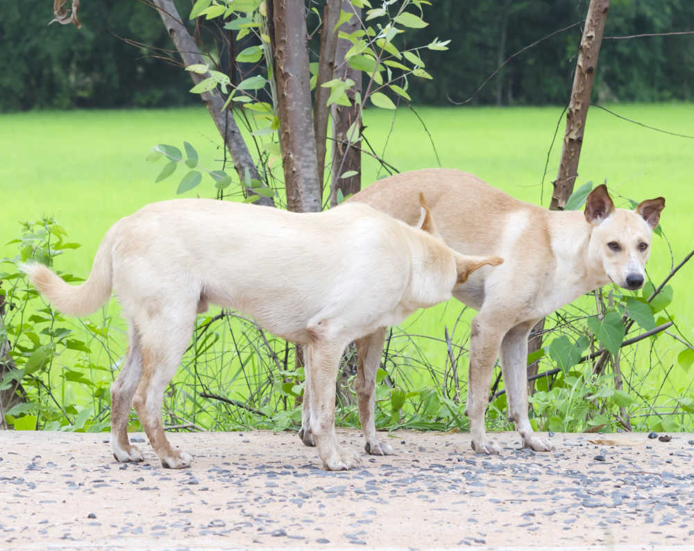 female dog in heat attracting male dog