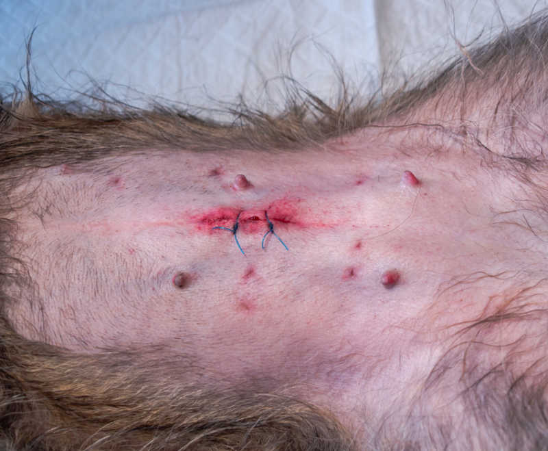 heat and painful redness area is a sign of an incision infection picture