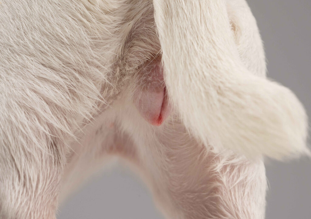 what does a dog vulva look like