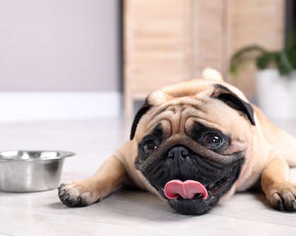 pug on a kitchen floor with heatstroke