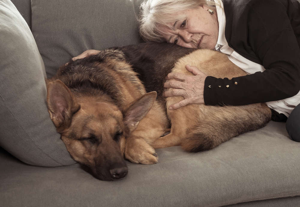 german shepherd with owner on couch