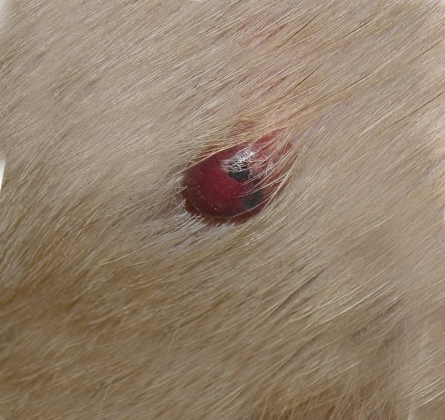 hemangiosarcoma lump in a dog
