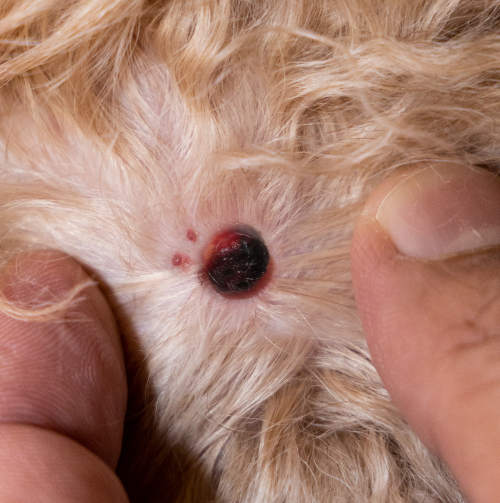 hemangiosarcoma blister or lump on dog skin (closeup)