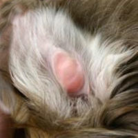 Smaller ear hematomas