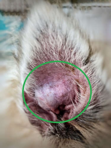 close up of the inside of a dog's ear showing cauliflower apperance as a result of an ear hematoma