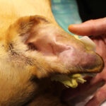 ear hematoma on a dog (closeup picture) before the surgery