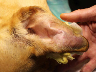 ear hematoma on a dog (closeup picture) before the surgery