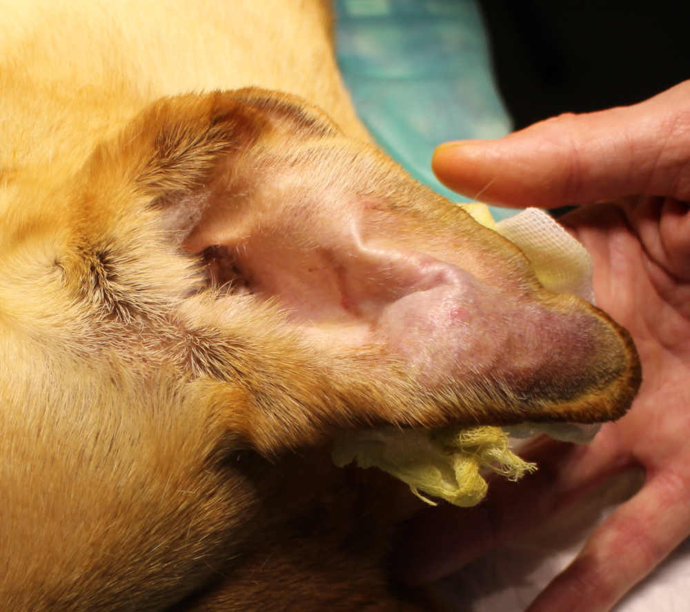 ear hematoma on a dog (closeup picture) before the surgery