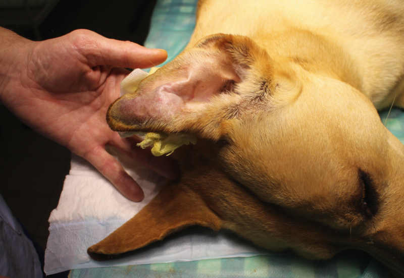 dog on veterinary table with ear hematoma