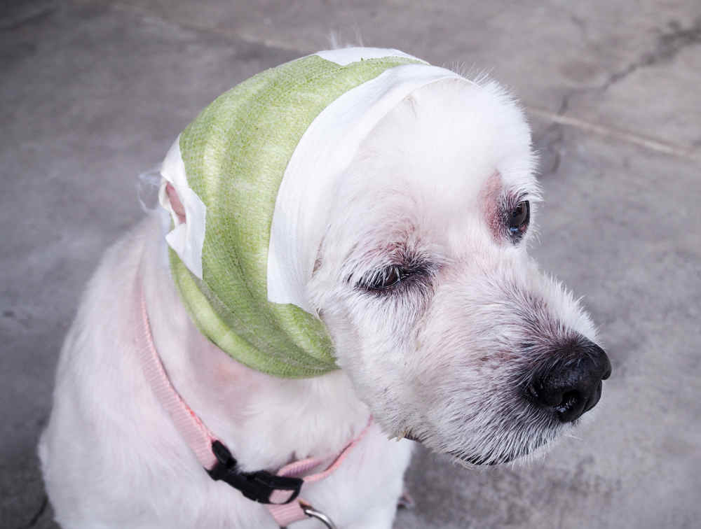 Head wrap 2024 for dog hematoma