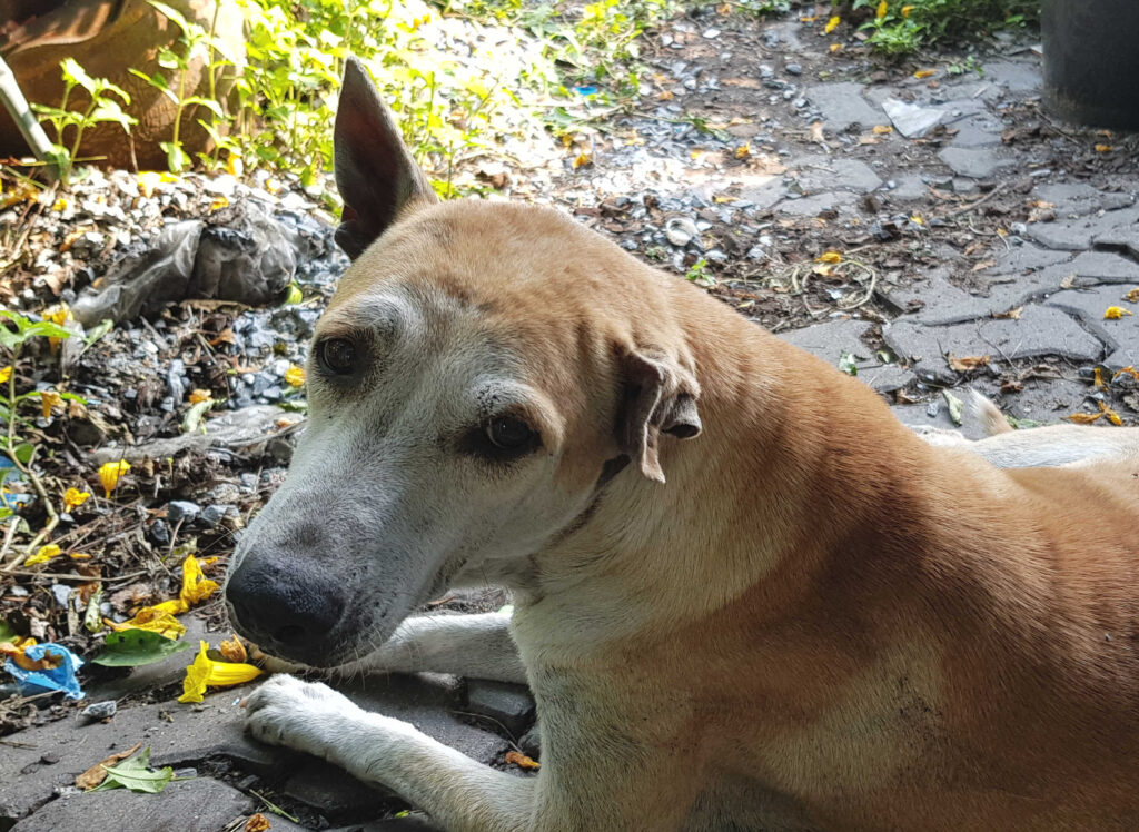 senior dog with ear hematoma
