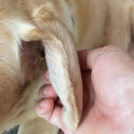 hematoma symptoms on dog's ear