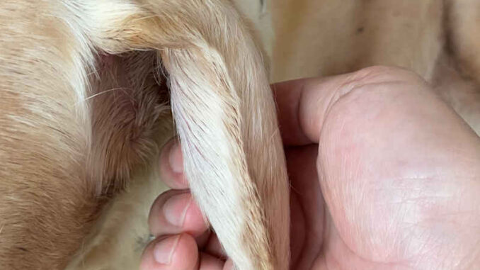 hematoma symptoms on dog's ear