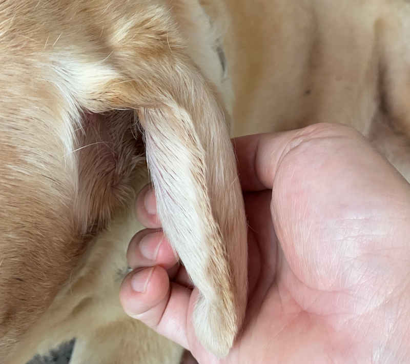 hematoma symptoms on dog's ear