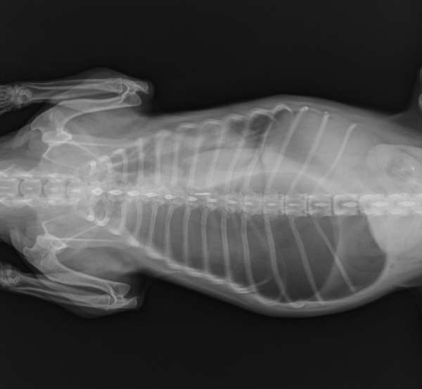 X-ray of a diaphragmatic hernia in a small dog