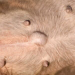 Dog Hernia After Spay: FAQ with our Veterinarian