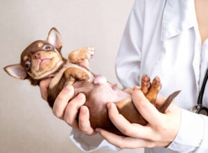 Pictures Of Dogs with Hernias: What Hernia Looks Like