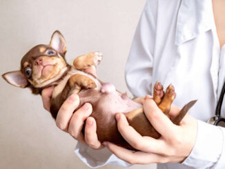 vet holding a puppy with a large hernia