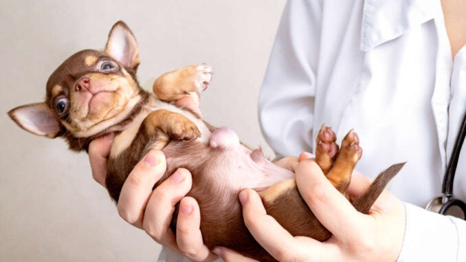 Vet holding a puppy with a large hernia