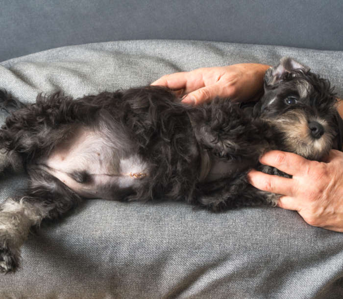 Puppy after an umbilical hernia surgery (with sutures on the abdomen)