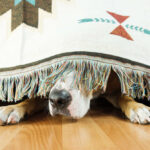 Dog Behaving Differently After A Seizure: What To Do