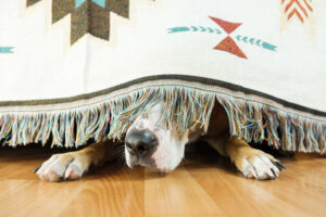 Dog Behaving Differently After A Seizure: What To Do
