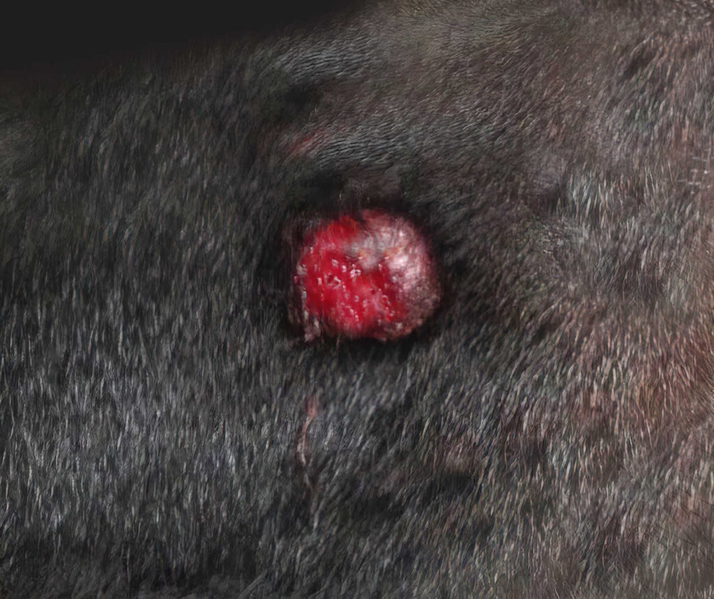 histiocytoma on a black dog's skin