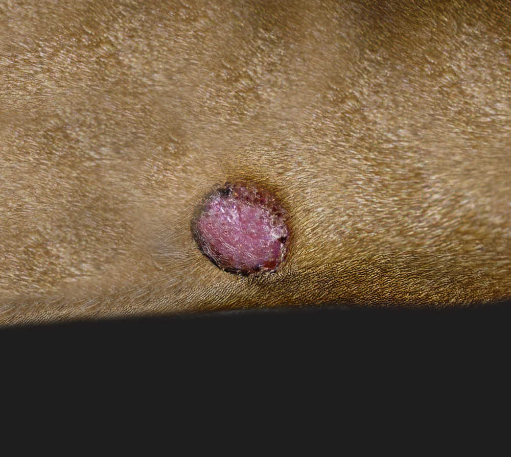 histiocytoma on dog's leg